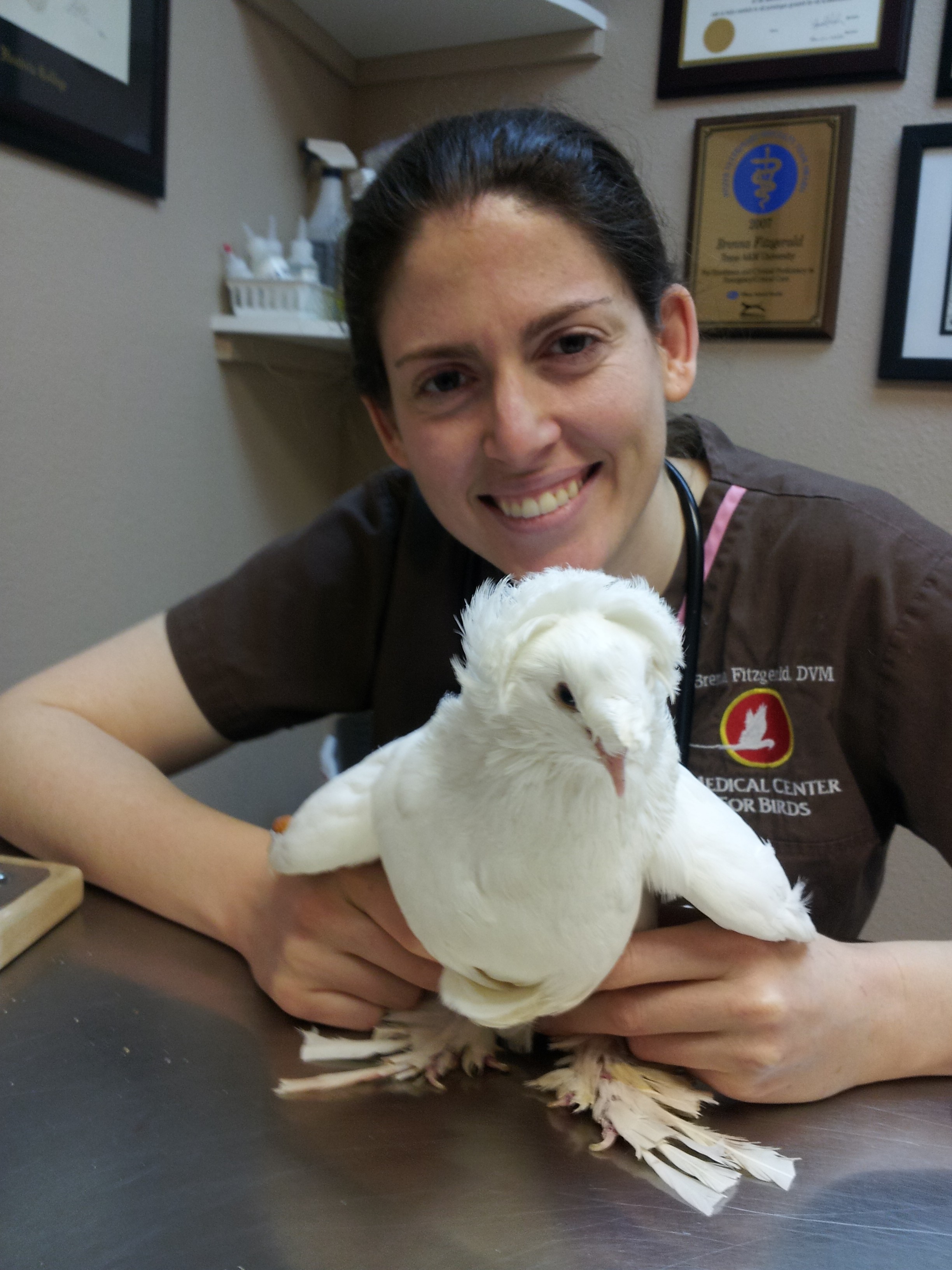 Animal Support Helps Pigeons & Doves Fly the Coop via Rescue & Adoption